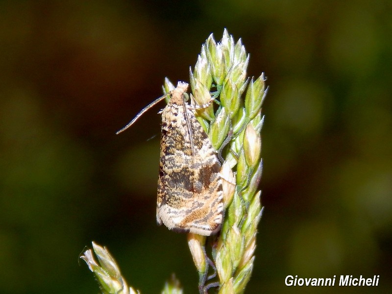 Celypha lacunana